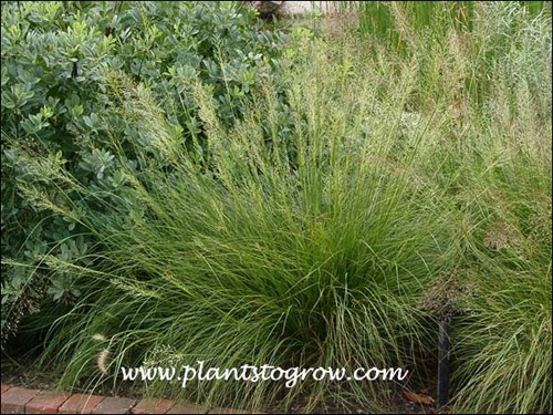 Prairie Drop Seed (Sporobolus heterolepis)